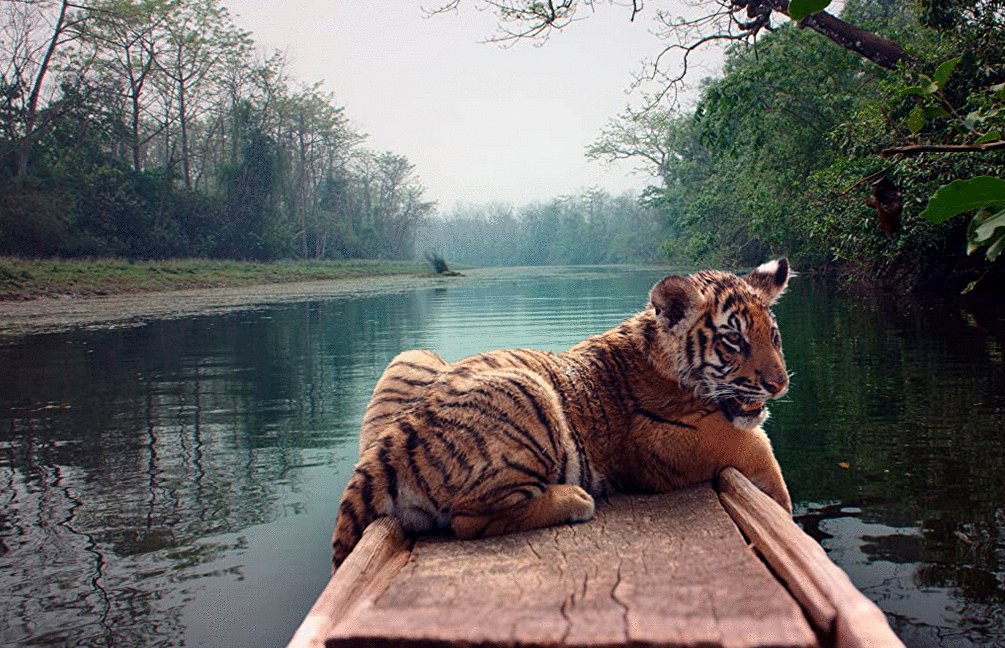 Photo from the movie Le tigre et l'enfant