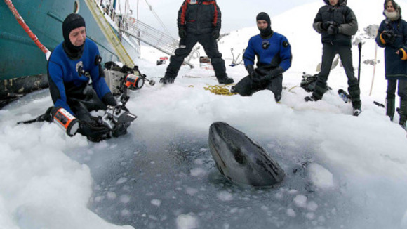 Photo from the movie The Last Continent