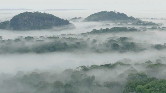 Photo du film Chimpanzee