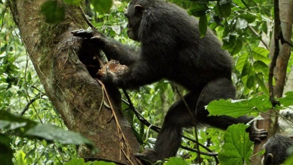 Photo du film Chimpanzee