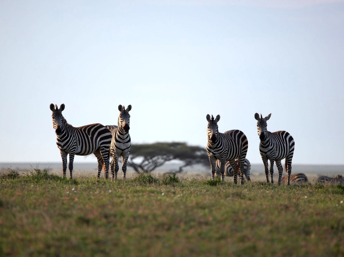 Photo du film Serengeti: Journey to the Heart of Africa