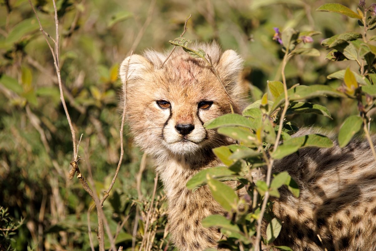 Photo du film Serengeti: Journey to the Heart of Africa