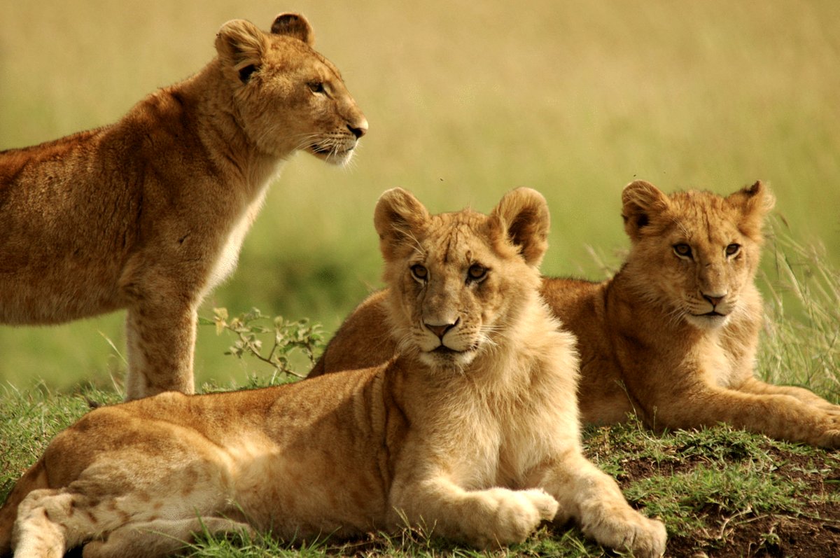 Photo du film Serengeti: Journey to the Heart of Africa