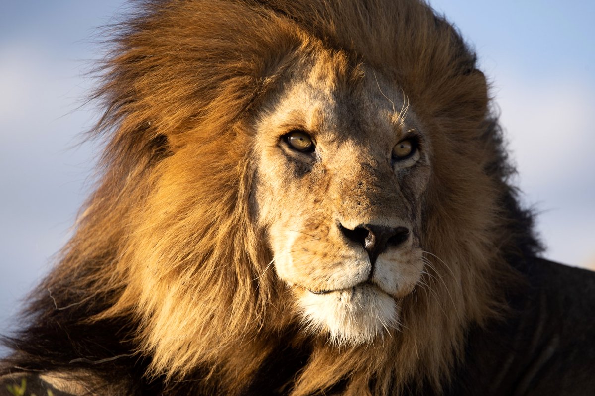 Photo du film Serengeti: Journey to the Heart of Africa