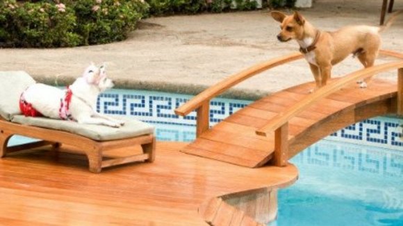 Photo du film Le Chihuahua de Beverly Hills