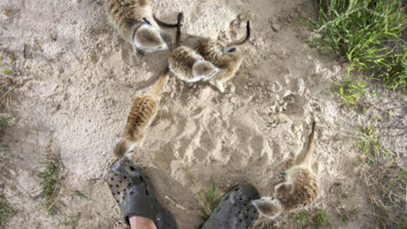 Photo from the movie Meerkat Manor