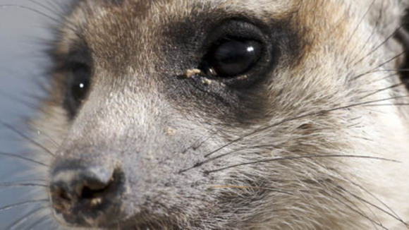 Photo from the movie Meerkat Manor