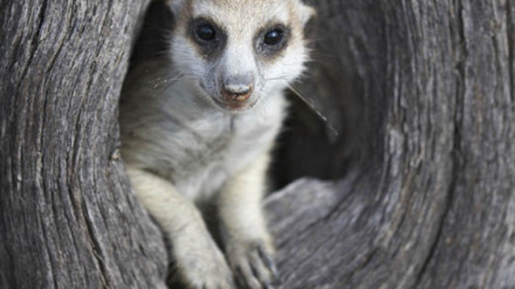 Photo from the movie Meerkat Manor