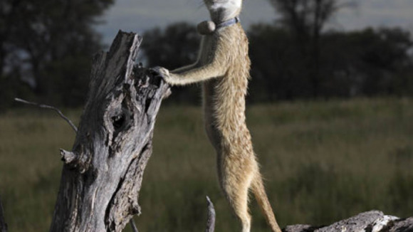 Photo from the movie Meerkat Manor