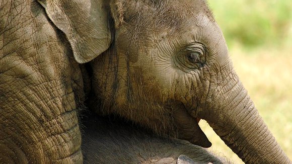 Photo from the movie When Elephants Were Young