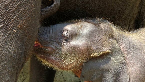 Photo from the movie When Elephants Were Young