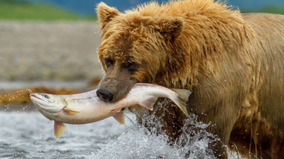 Photo from the movie Bears