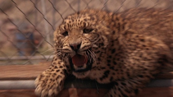 Photo du film Exorcist II: The Heretic