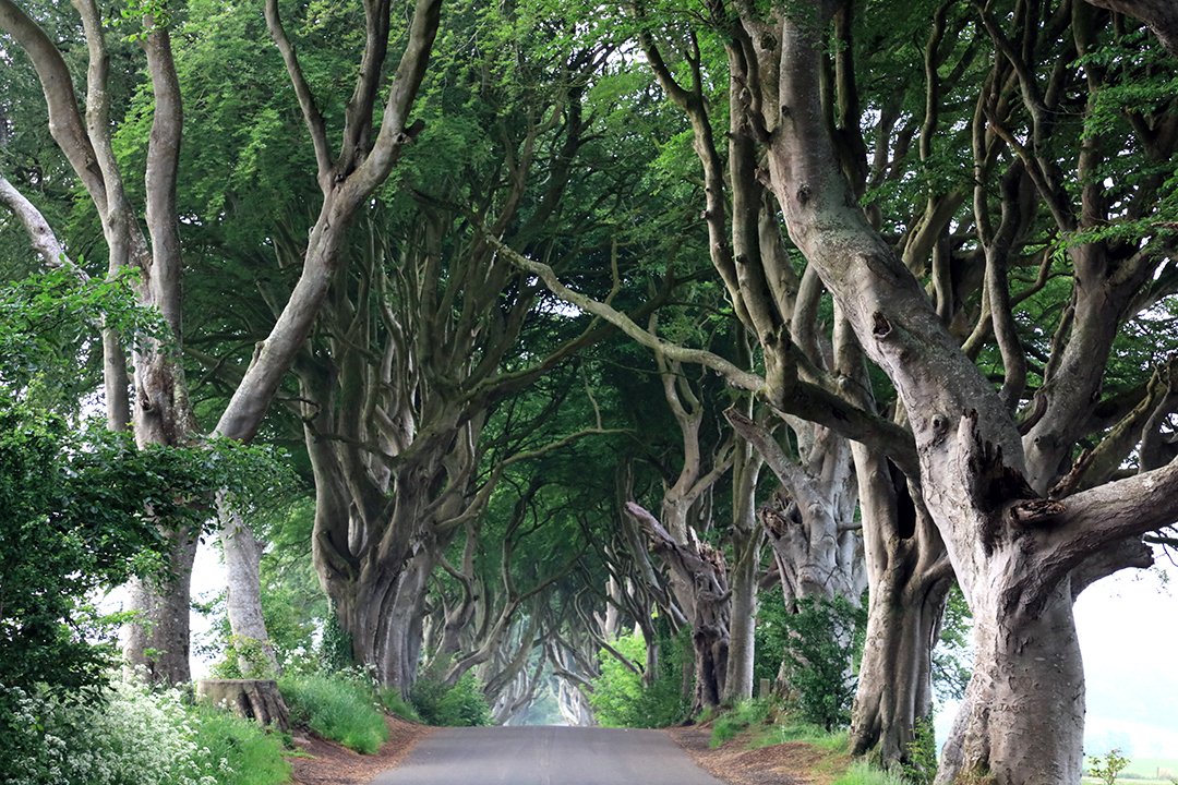 Photo du film Ireland