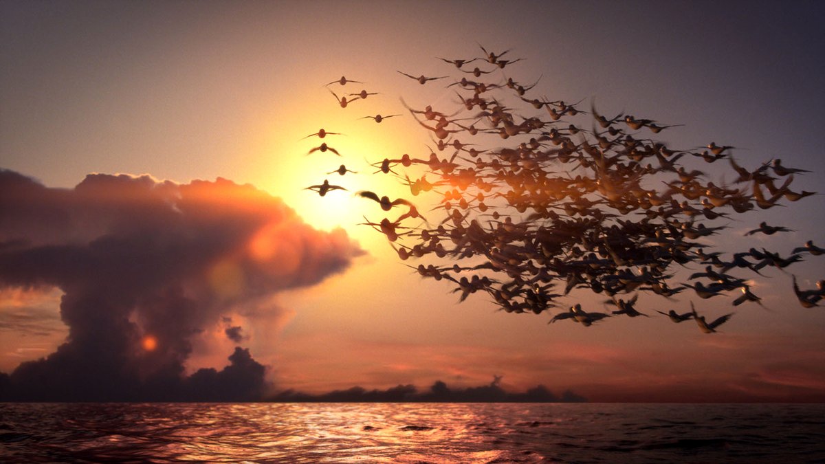 Photo du film Manou the Swift