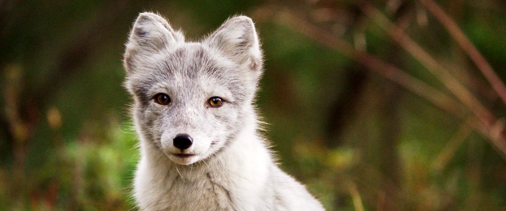 Photo du film A Reindeer's Journey [2018]