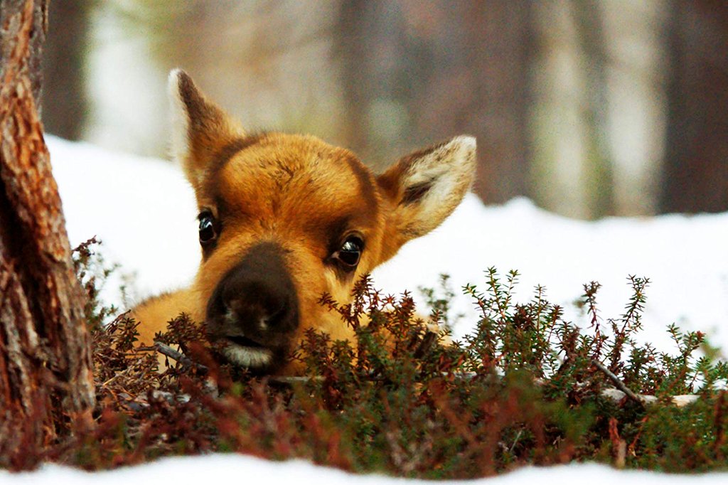 Photo du film A Reindeer's Journey [2018]