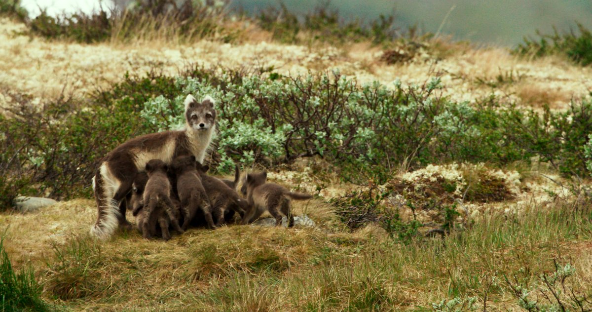 Photo du film A Reindeer's Journey [2018]