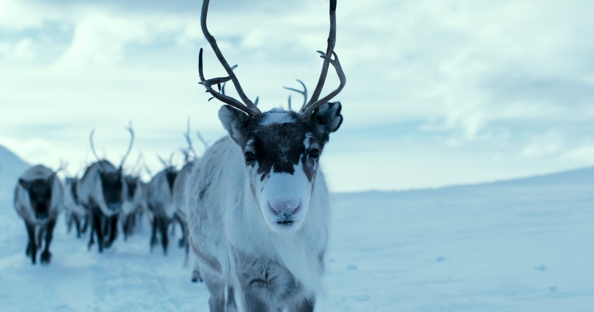 Photo du film A Reindeer's Journey [2018]