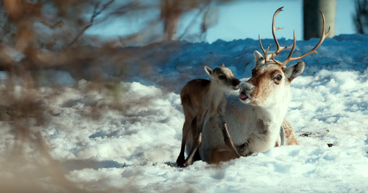 Photo du film A Reindeer's Journey [2018]