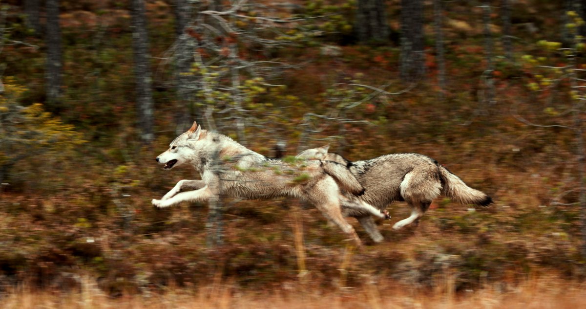 Photo du film A Reindeer's Journey [2018]