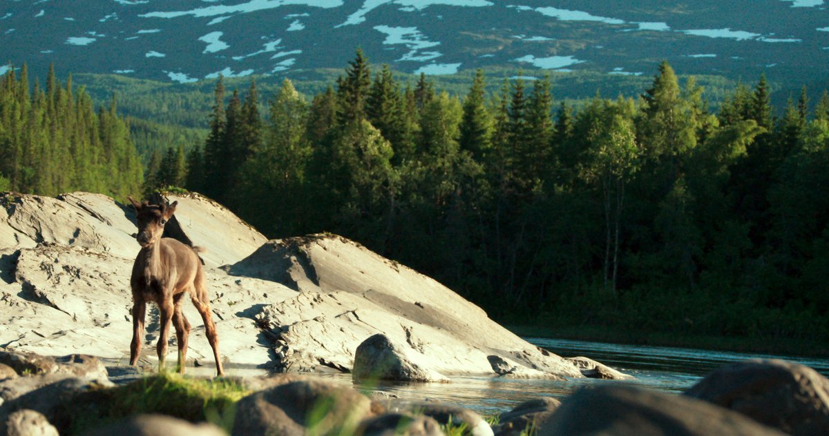 Photo du film A Reindeer's Journey [2018]