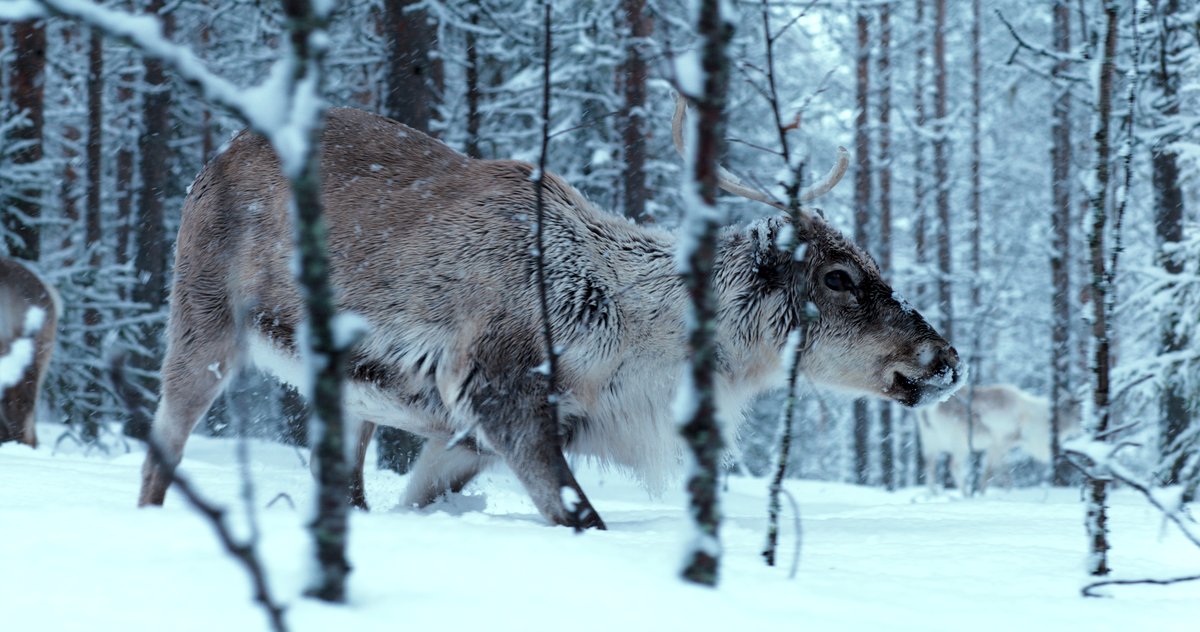 Photo du film A Reindeer's Journey [2018]