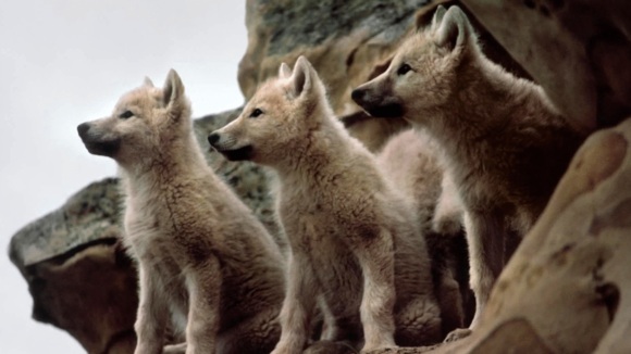 Photo du film Medicine of the Wolf