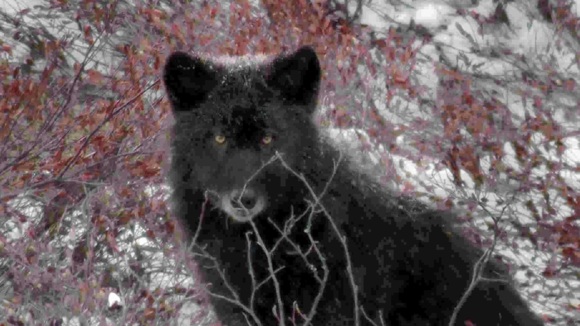 Photo du film Medicine of the Wolf