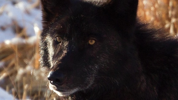 Photo du film Medicine of the Wolf