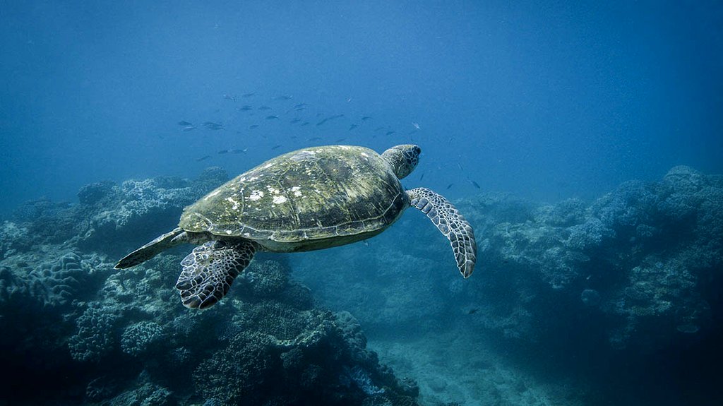 Photo from the movie Blue