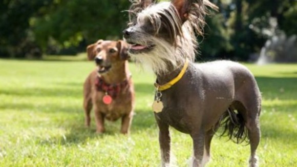 Photo du film Marmaduke