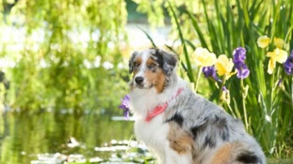 Photo du film Marmaduke