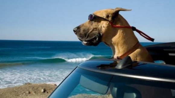 Photo du film Marmaduke