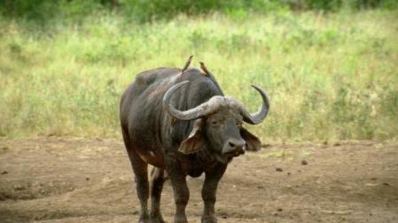 Photo from the movie Wild Safari: A South African Adventure