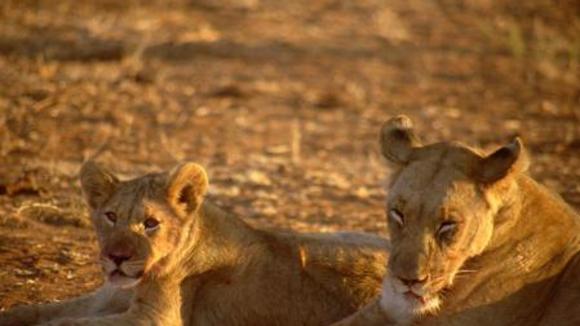 Photo from the movie Wild Safari: A South African Adventure