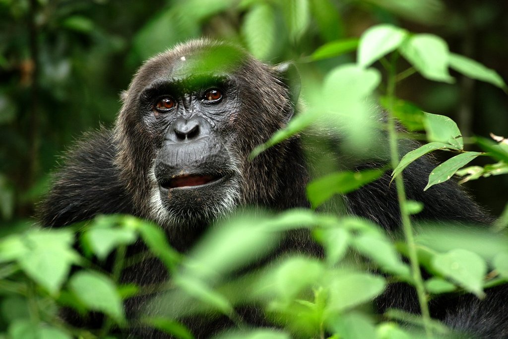 Photo from the movie Planet Earth