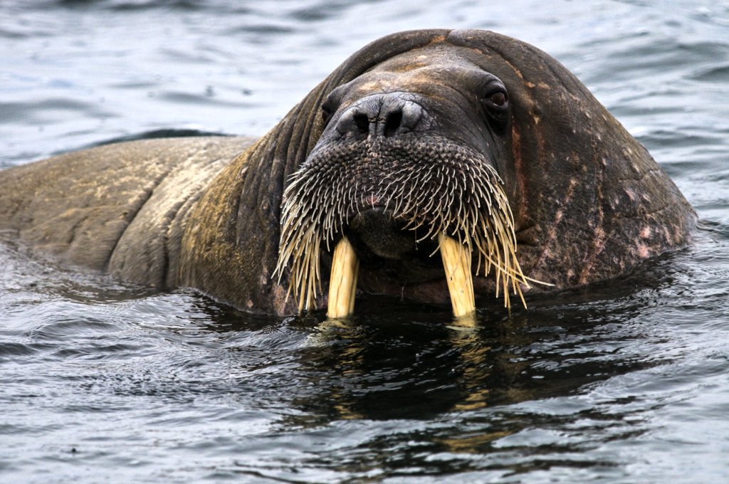 Photo from the movie Passport to the World: The Great North: From Greenland to Siberia [2018]