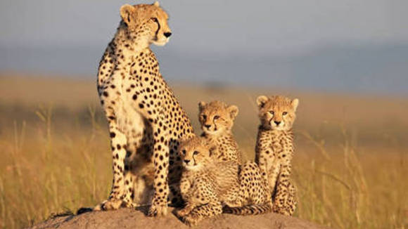 Photo from the movie African Cats