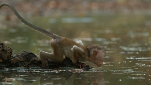 Photo from the movie Le Royaume des Singes