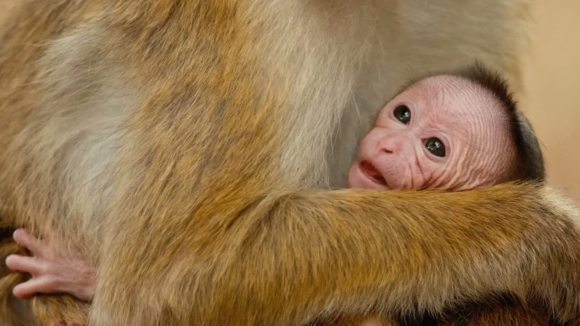 Photo from the movie Le Royaume des Singes