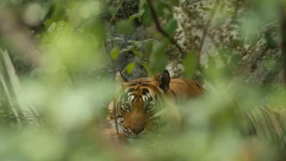 Photo from the movie Le Royaume des Singes