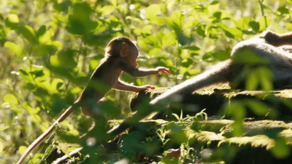 Photo from the movie Le Royaume des Singes