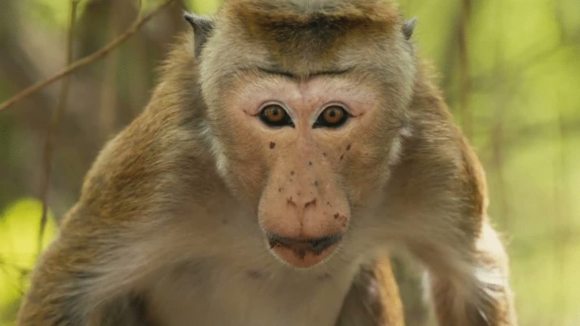 Photo from the movie Le Royaume des Singes