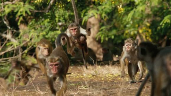 Photo from the movie Le Royaume des Singes