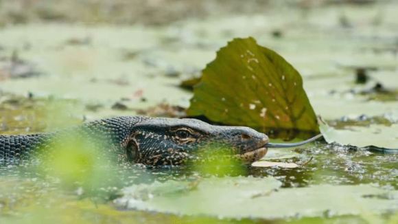 Photo from the movie Le Royaume des Singes