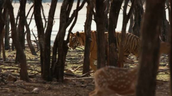 Photo from the movie Le Royaume des Singes