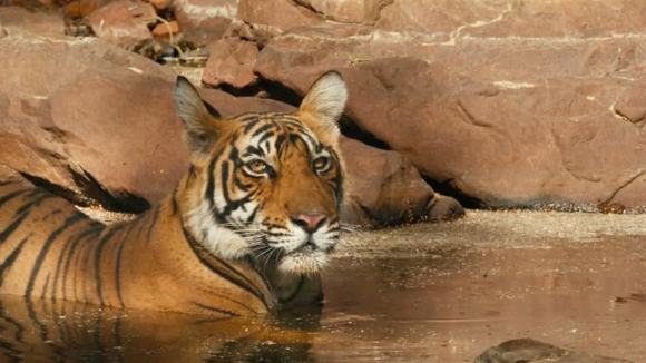 Photo from the movie Le Royaume des Singes