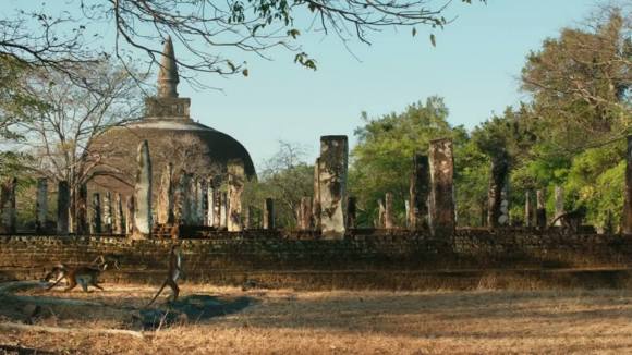 Photo from the movie Le Royaume des Singes