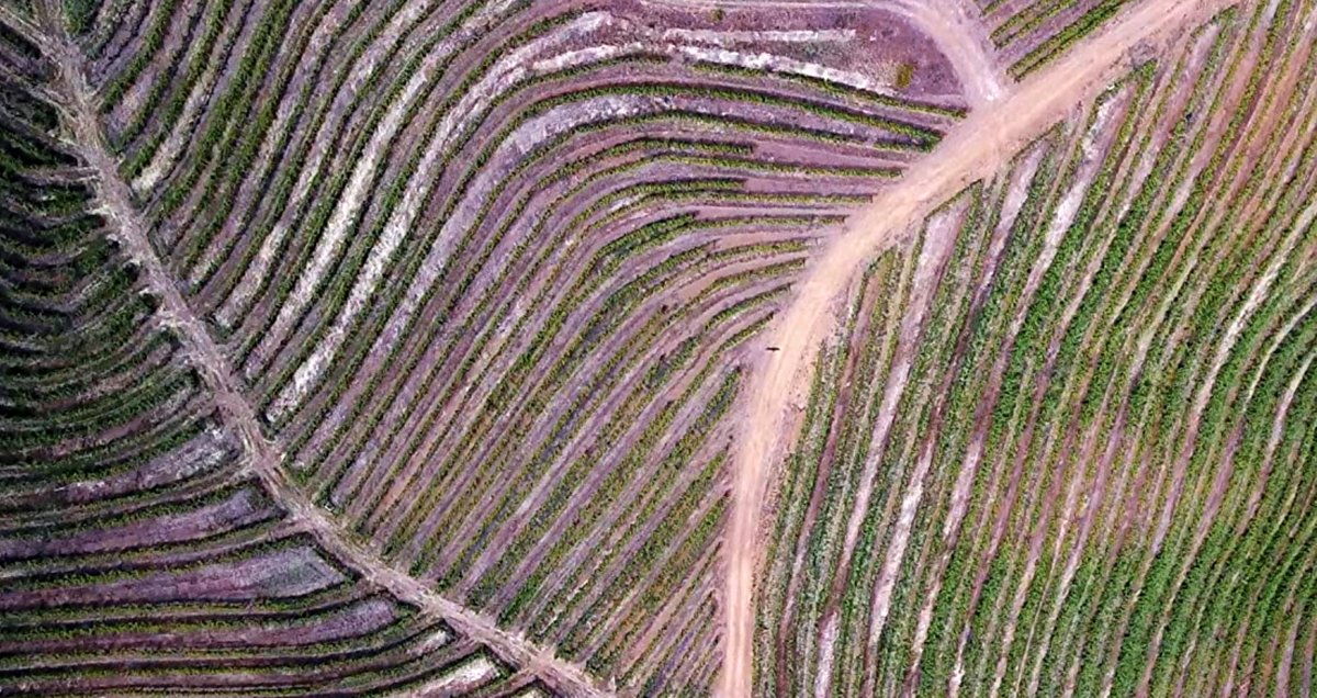 Photo du film A Perfect Vintage [2021]